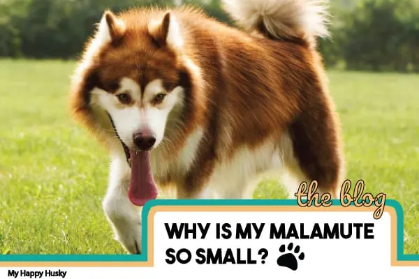 why-is-my-malamute-so-small