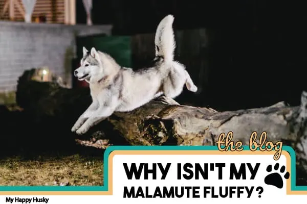 why-isn't-my-malamute-fluffy