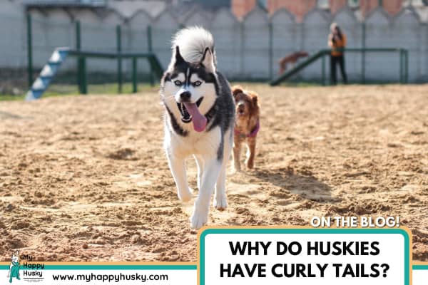 WHY-DO-HUSKIES-HAVE-CURLY-TAILS