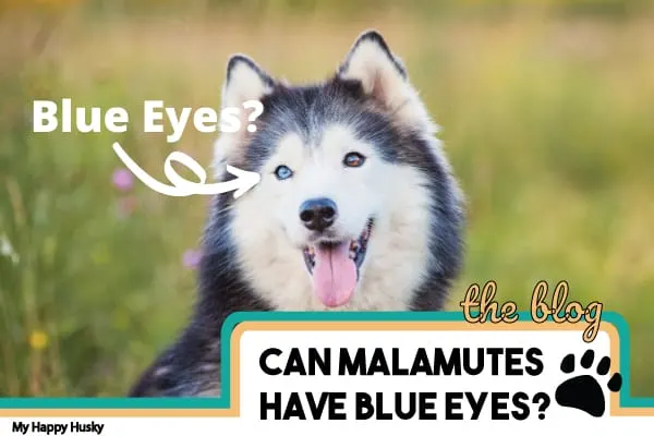 can-malamutes-have-blue-eyes