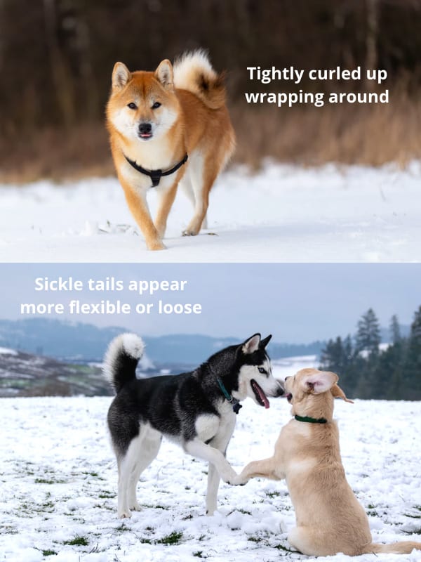 husky-tail