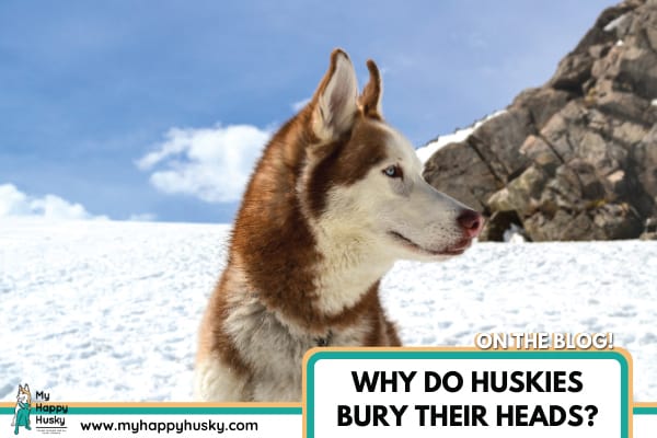 Why Do Huskies Bury Their Heads? What It Means!
