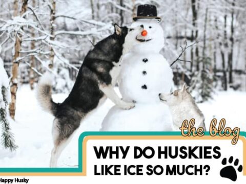 Do huskies like best sale snow