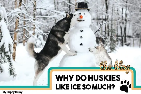 why-do-huskies-like-ice-so-much