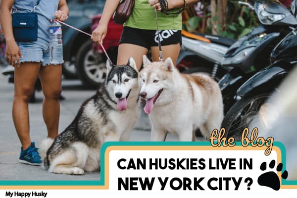 can-huskies-live-in-new-york