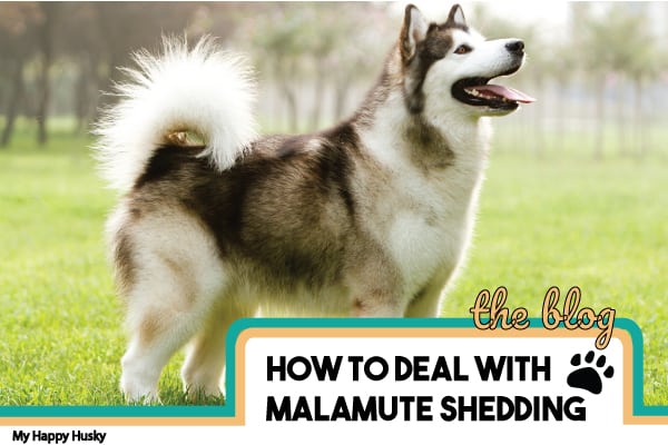 how-to-deal-with-malamute-shedding