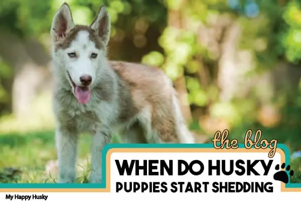 when-do-husky-puppies-start-shedding