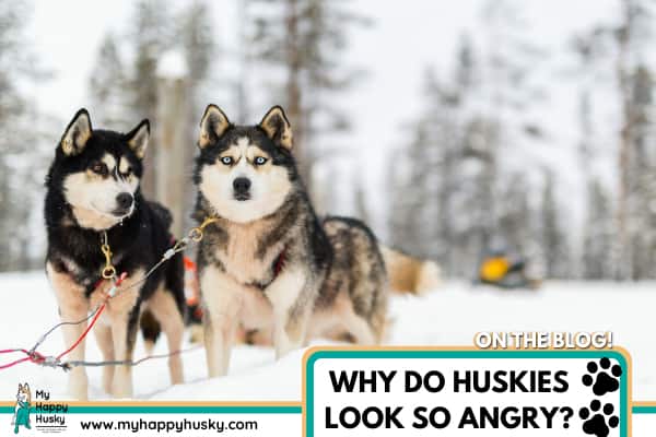 are people scared of huskies