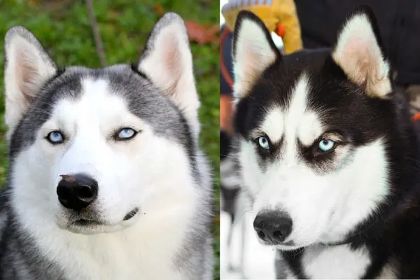 are people scared of huskies