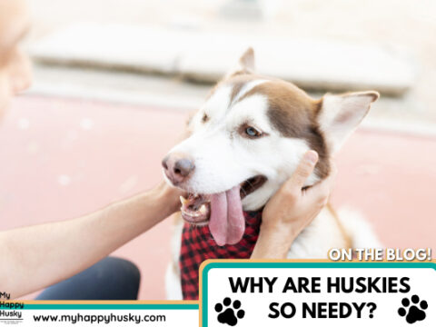 Why Are Huskies So Needy? The 5 Main Reasons