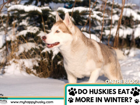 Do Huskies Eat More In Winter? Important Tips To Know