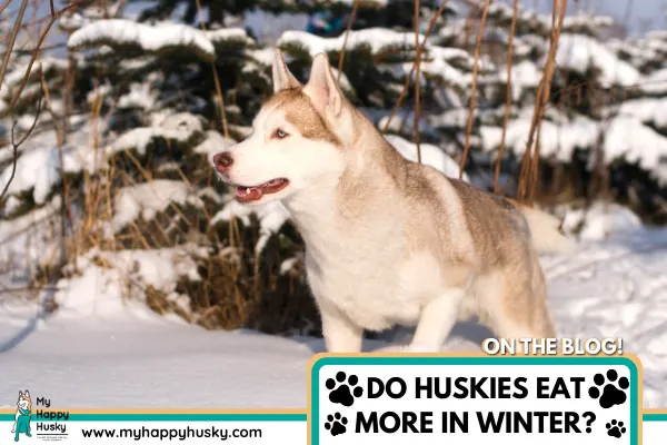 DO-HUSKIES-EAT-MORE-IN-WINTER-(1).png