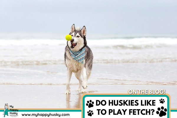 DO-HUSKIES-LIKE-TO-PLAY-FETCH.png