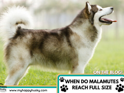 How Big Do Malamutes Get & When Do They Reach Full Size?