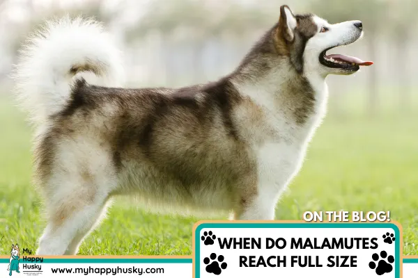 how-big-do-malamutes-get-and-when-reach-full-size.png