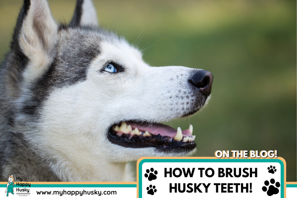 how-to-brush-your-husky's-teeth