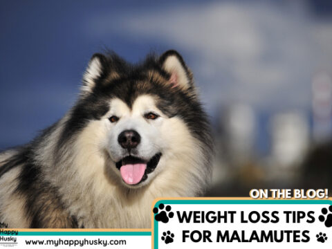 How To Help a Malamute Lose Weight: 5 Great Tips