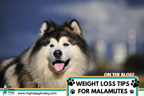 how-to-help-malamute-lose-weight.png