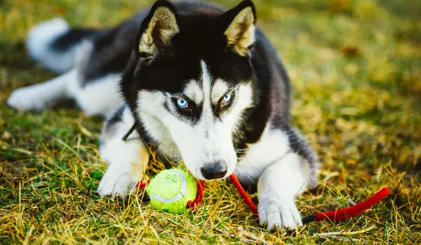 husky playing fetch