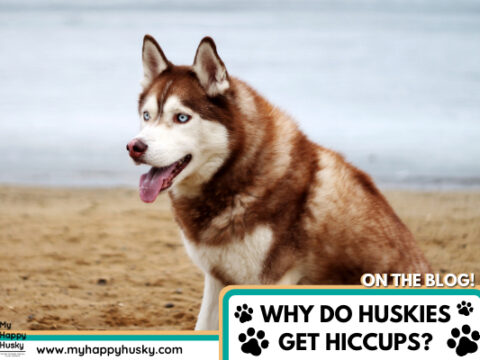Why Does My Husky Get Hiccups? What To Do & When To Worry