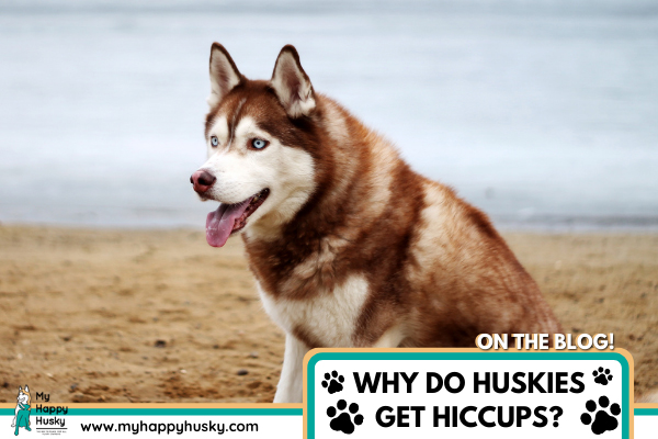 why-does-my-husky-get-hiccups.png