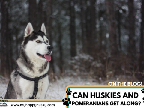 Do Huskies Get Along With Pomeranians? The Honest Truth