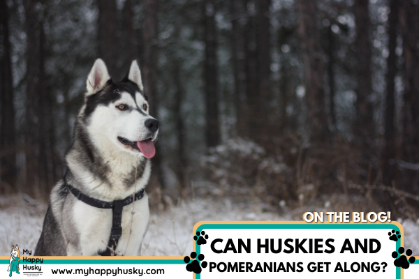 can-huskies-get-along-with-pomeranians