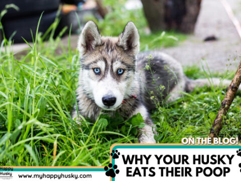 Why Does My Husky Eat Poop? AND How To Stop It!