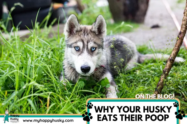 do-huskies-eat-their-own-poop.png