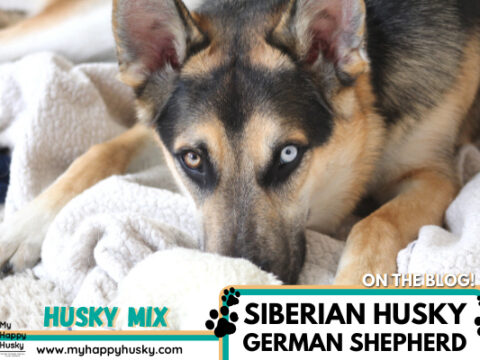 Husky German Shepherd Mix: 4 Reasons To Avoid? Top FAQs