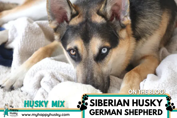 husky-german-shepherd-mix-gerberian-shepsky