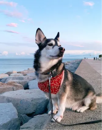 husky corgi mix photos