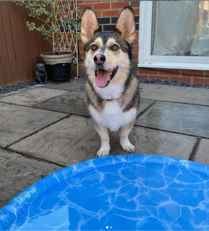 corgi husky mix photo