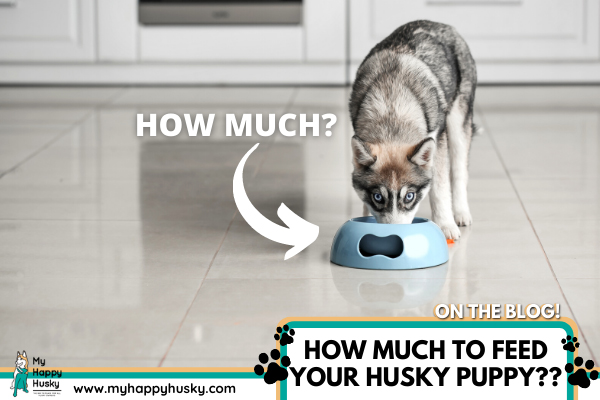 how much should i feed a husky puppy