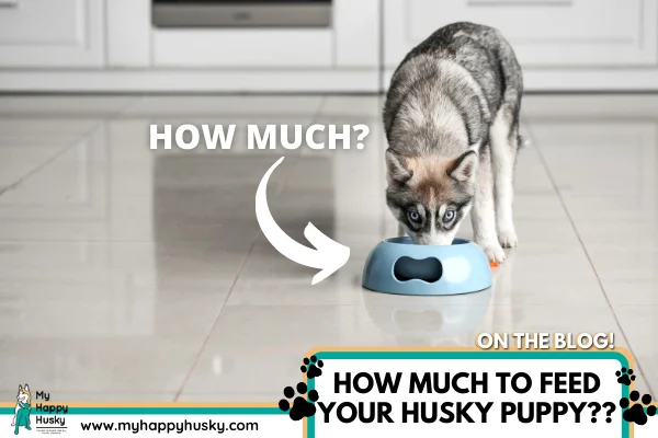 HOW-MUCH-TO-FEED-YOUR-HUSKY-PUPPY