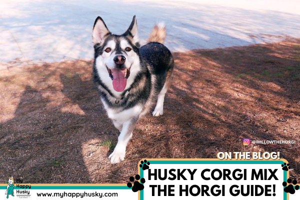 HUSKY-CORGI-MIX-HORGI-PHOTOS