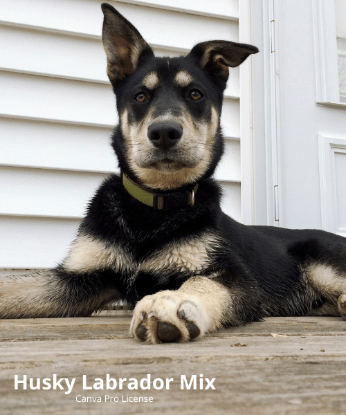 husky labrador mix labsky photos