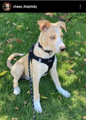 husky pitbull mix
pitsky