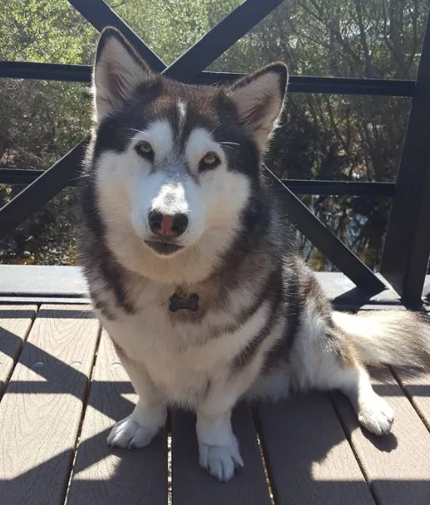 husky corgi mix photo