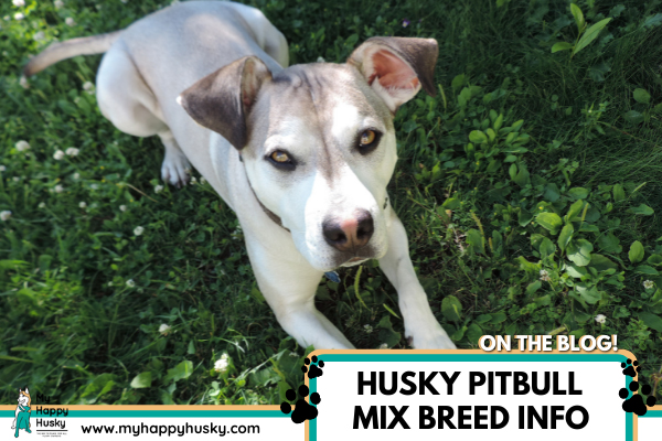 husky-pitbull-mix-breed-info