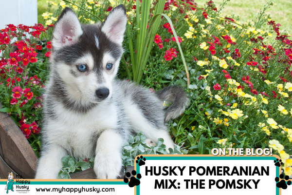 husky-pomeranian-mix-pomsky-puppy
