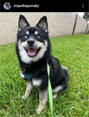 pomsky photo