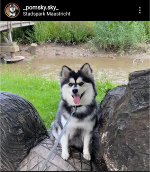 pomsky photo