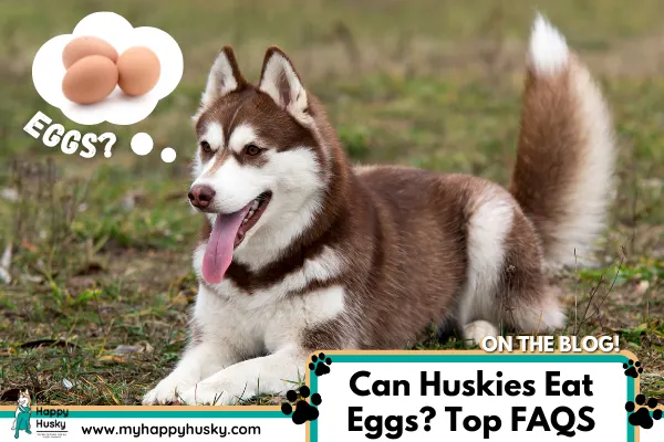 can-huskies-eat-eggs