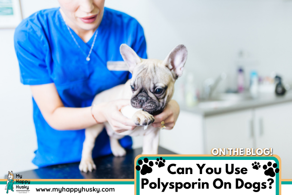 can-you-use-polysporin-on-dogs
