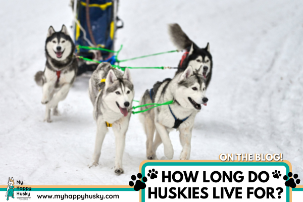 How Long Do Huskies Live? (How Long Will Yours Live?)