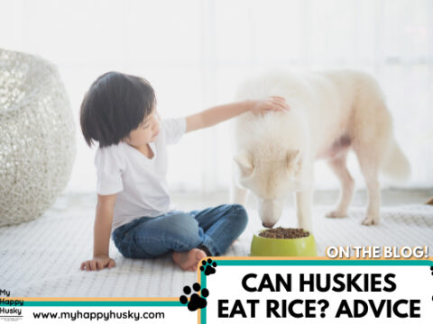 Can Huskies Eat Rice? When & How Much To Give