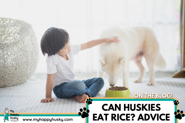can-huskies-eat-rice