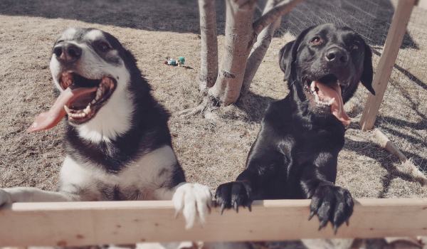 What dogs get along best with Huskies?