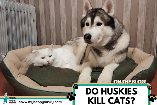 are huskies killers